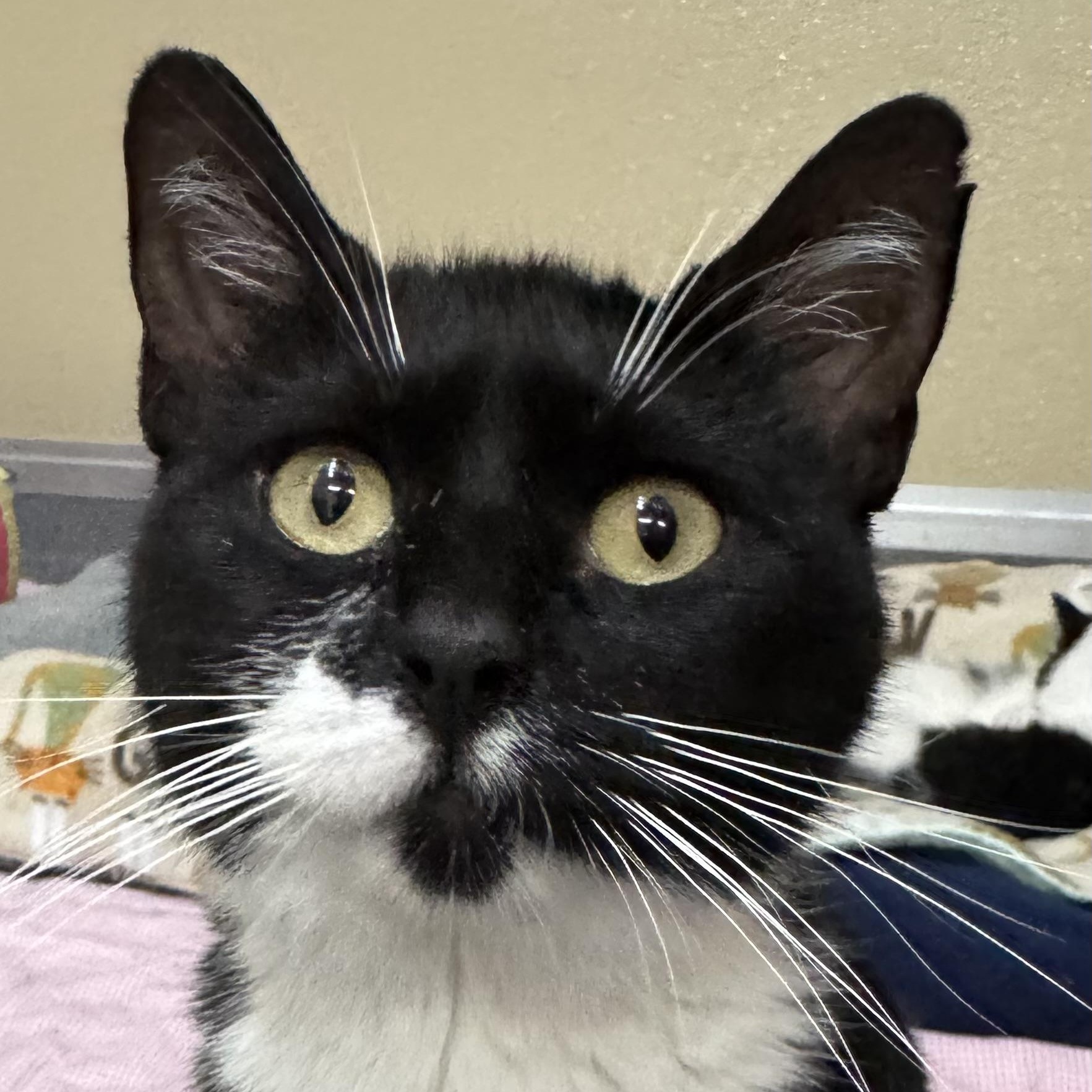 Poppy, a ADOPTABLE Domestic Short Hair in Tomah, WI image 2/3