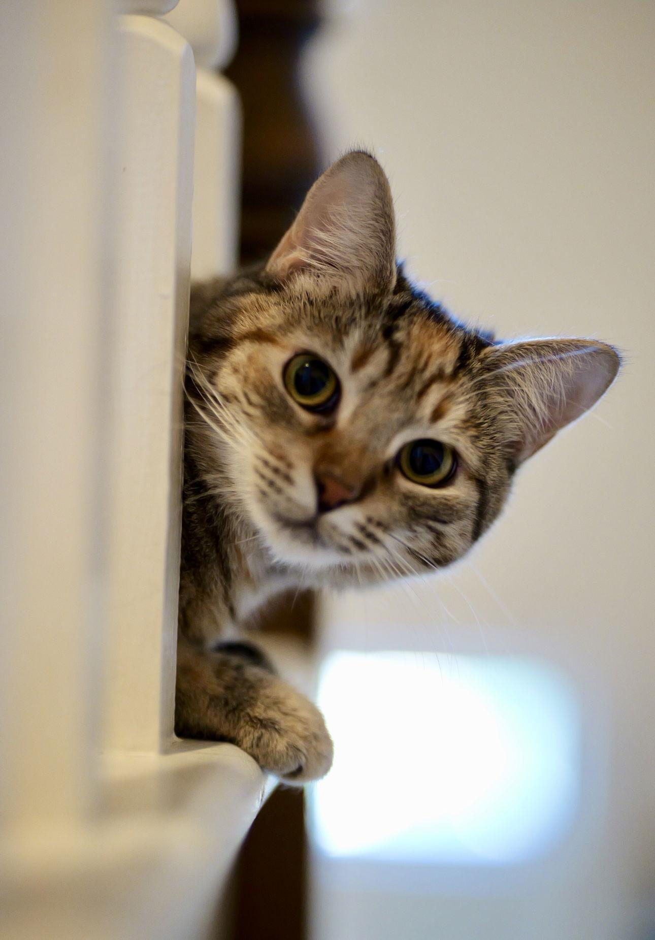Pepita, a Adoptable Domestic Short Hair in Camden, SC image 1/3