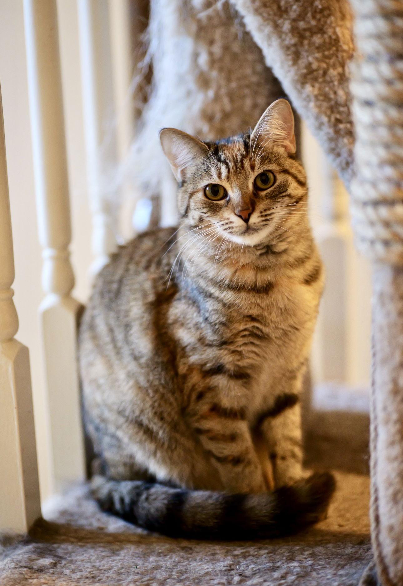 Pepita, Adoptable, Young Female Domestic Short Hair.