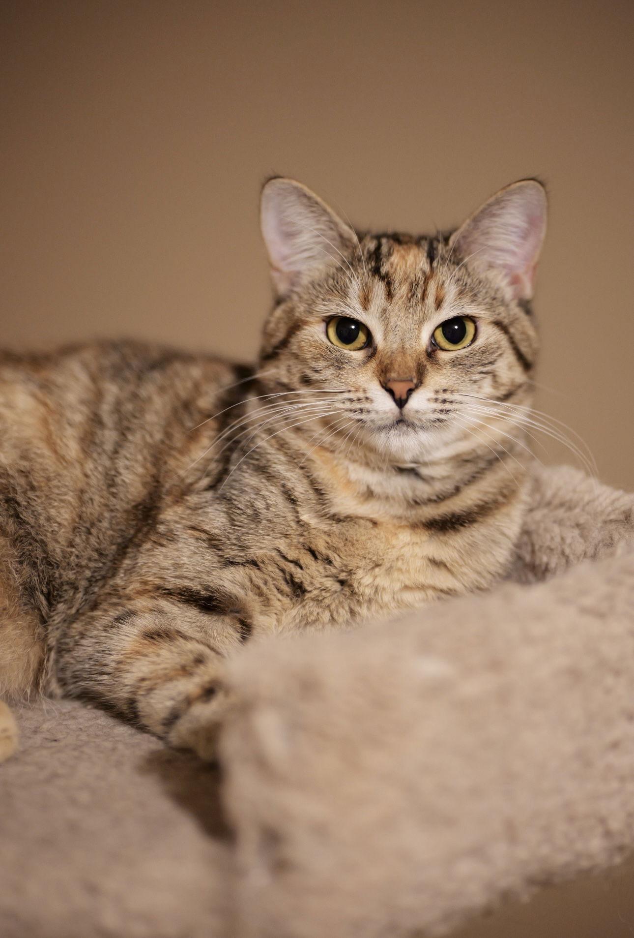 Pepita, a Adoptable Domestic Short Hair in Camden, SC image 3/3