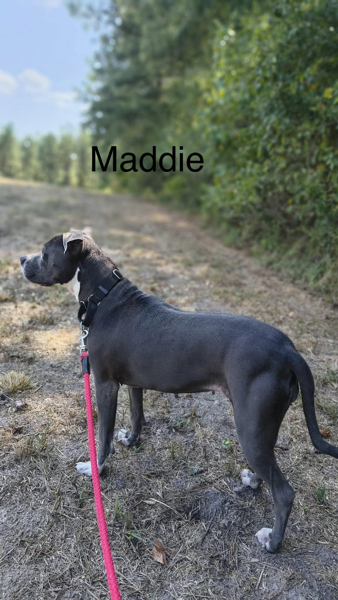 Enlarge Maddie, a Adoptable Pit Bull Terrier in Farmerville, LA image 1/3