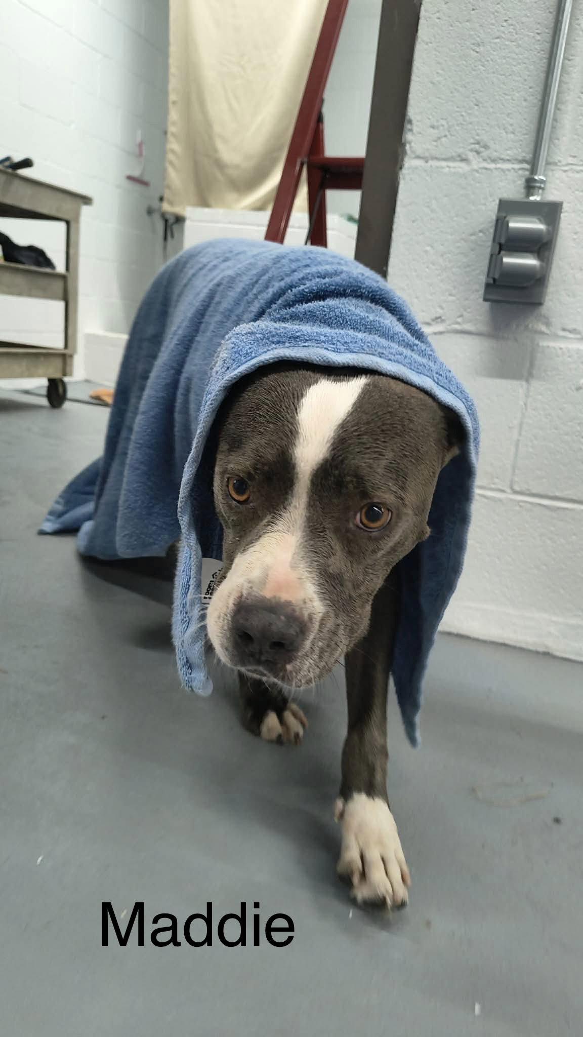 Enlarge Maddie, a Adoptable Pit Bull Terrier in Farmerville, LA image 2/3