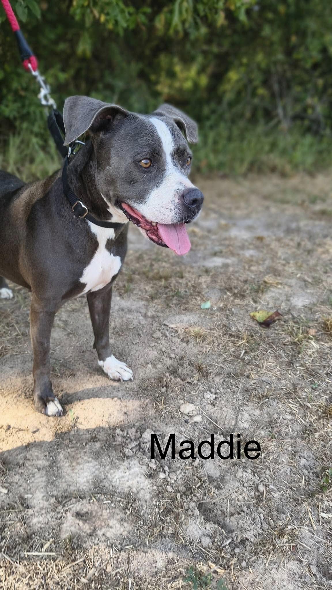 Enlarge Maddie, a Adoptable Pit Bull Terrier in Farmerville, LA image 3/3