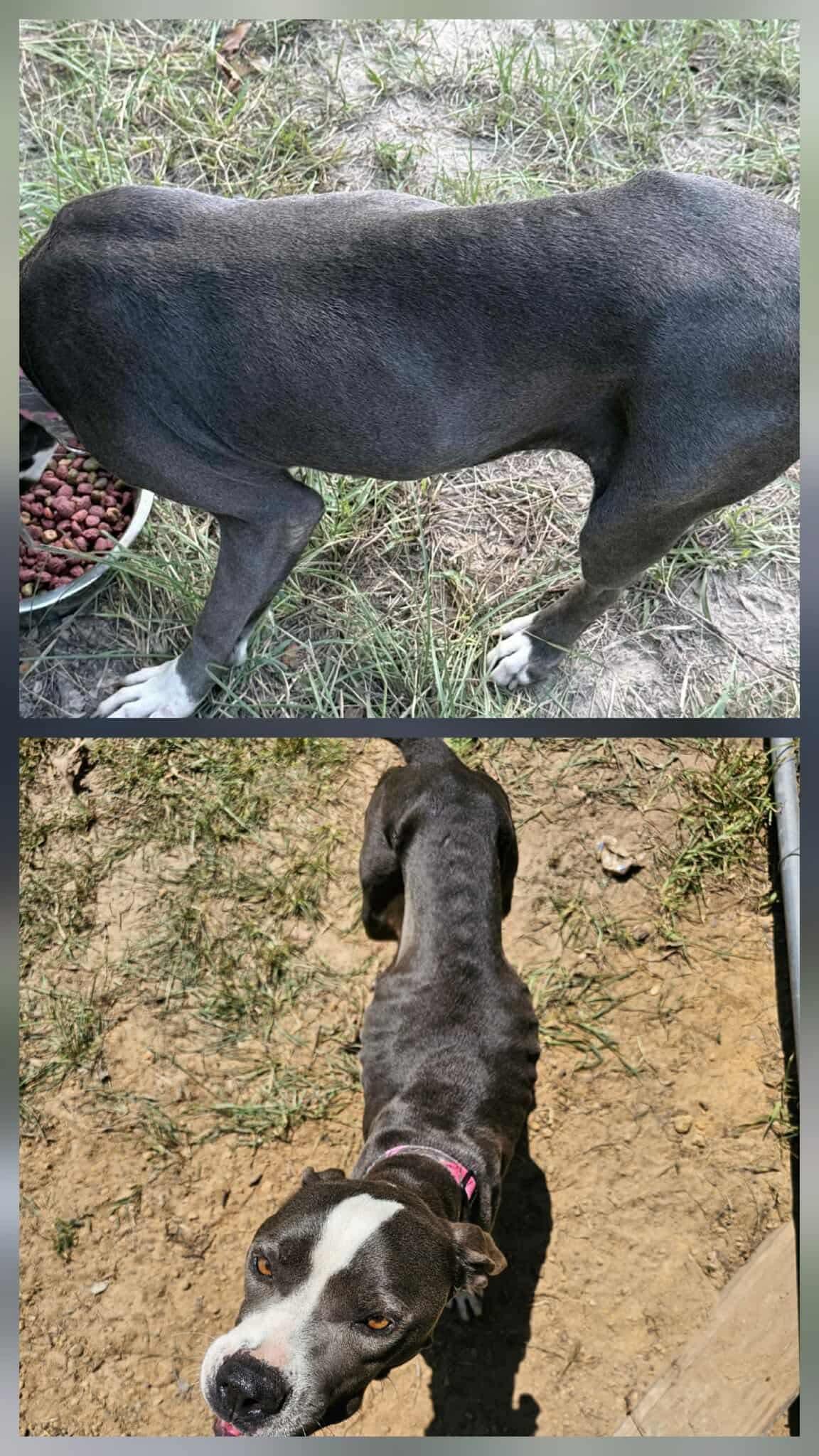 Enlarge Maddie, a Adoptable Pit Bull Terrier in Farmerville, LA image 1/1