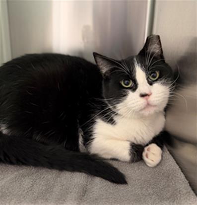 Enlarge HARRISON, a Adoptable Domestic Short Hair in Brighton, CO image 1/1