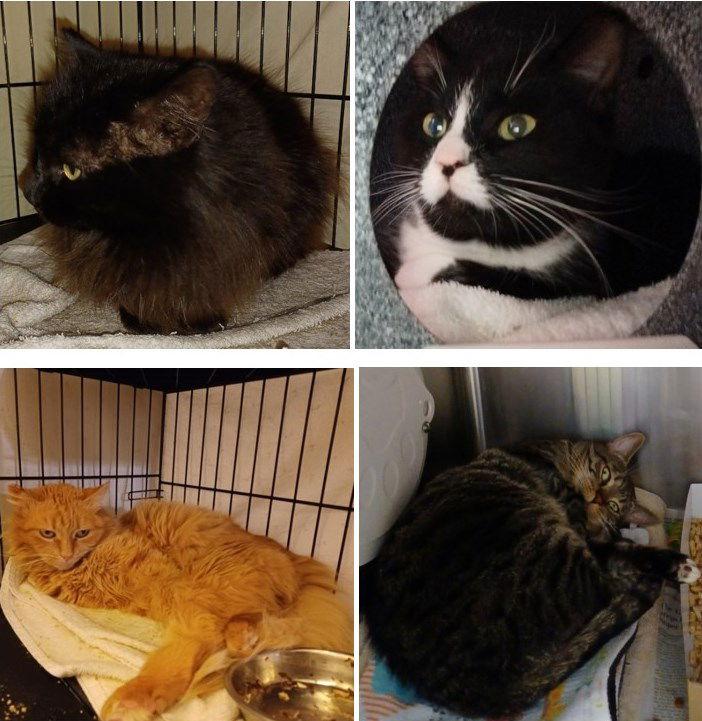 Enlarge WORKING CATS, a Adoptable Domestic Short Hair in San Jose, CA image 1/1