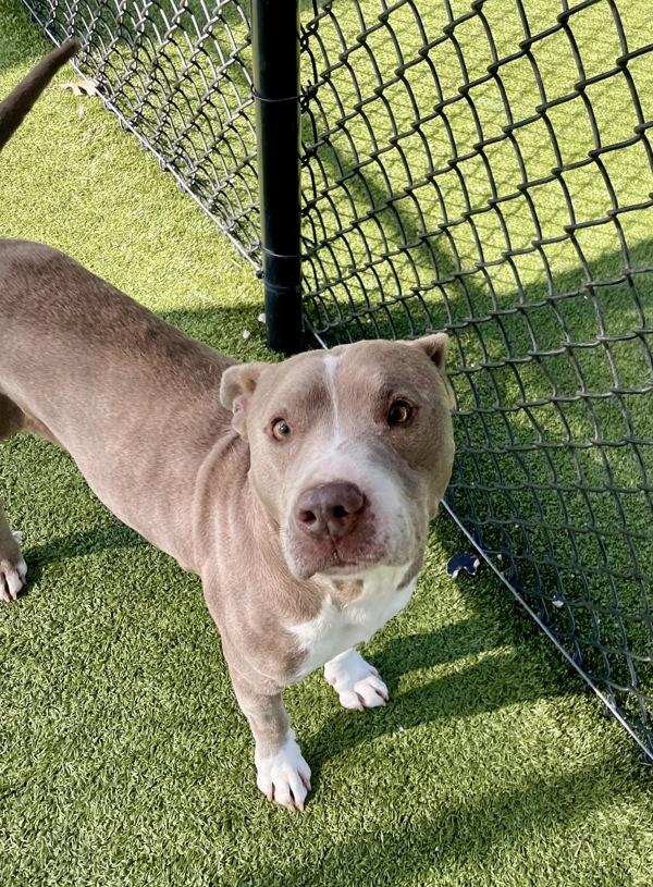 Otis, Adoptable, Adult Male Pit Bull Terrier.