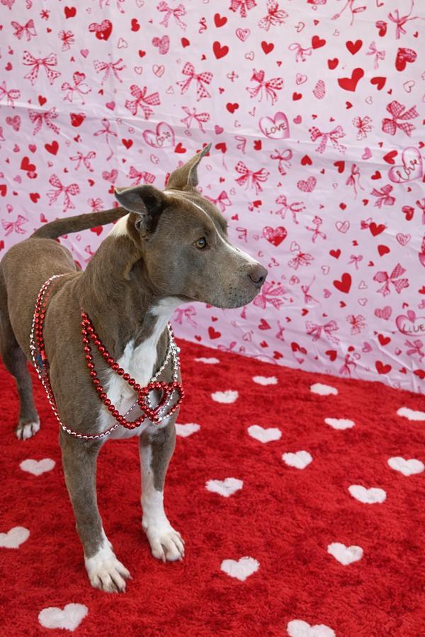 Otis, a Adoptable mixed breed in Lafayette, LA image 3/6