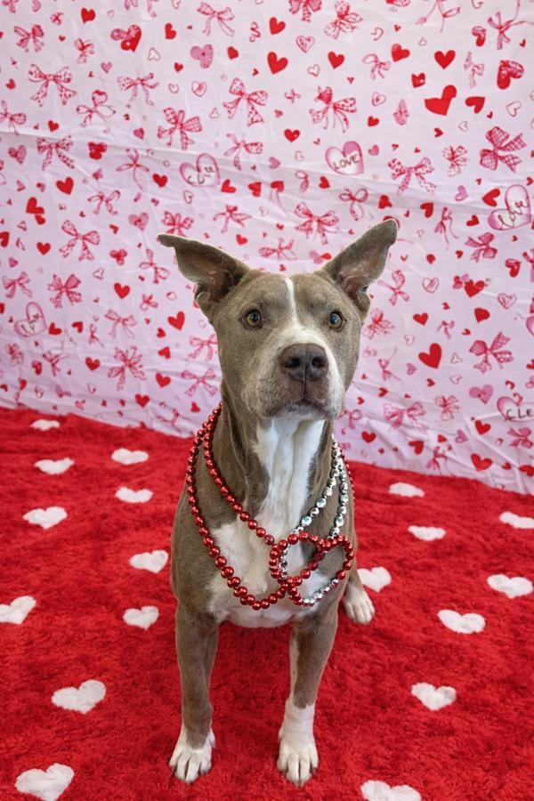 Otis, a Adoptable mixed breed in Lafayette, LA image 6/6