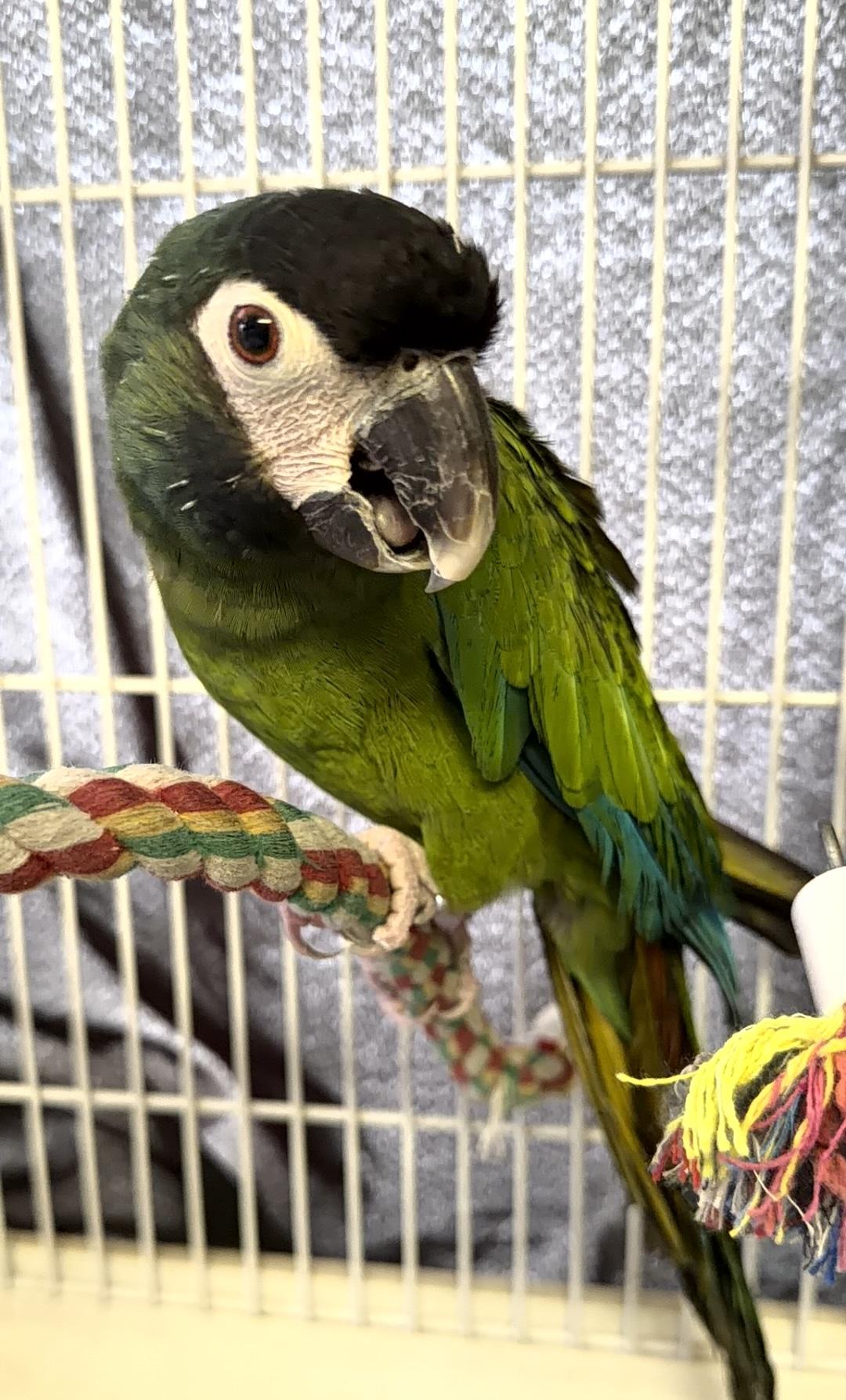Lucky, ADOPTABLE, Adult Unknown Macaw.