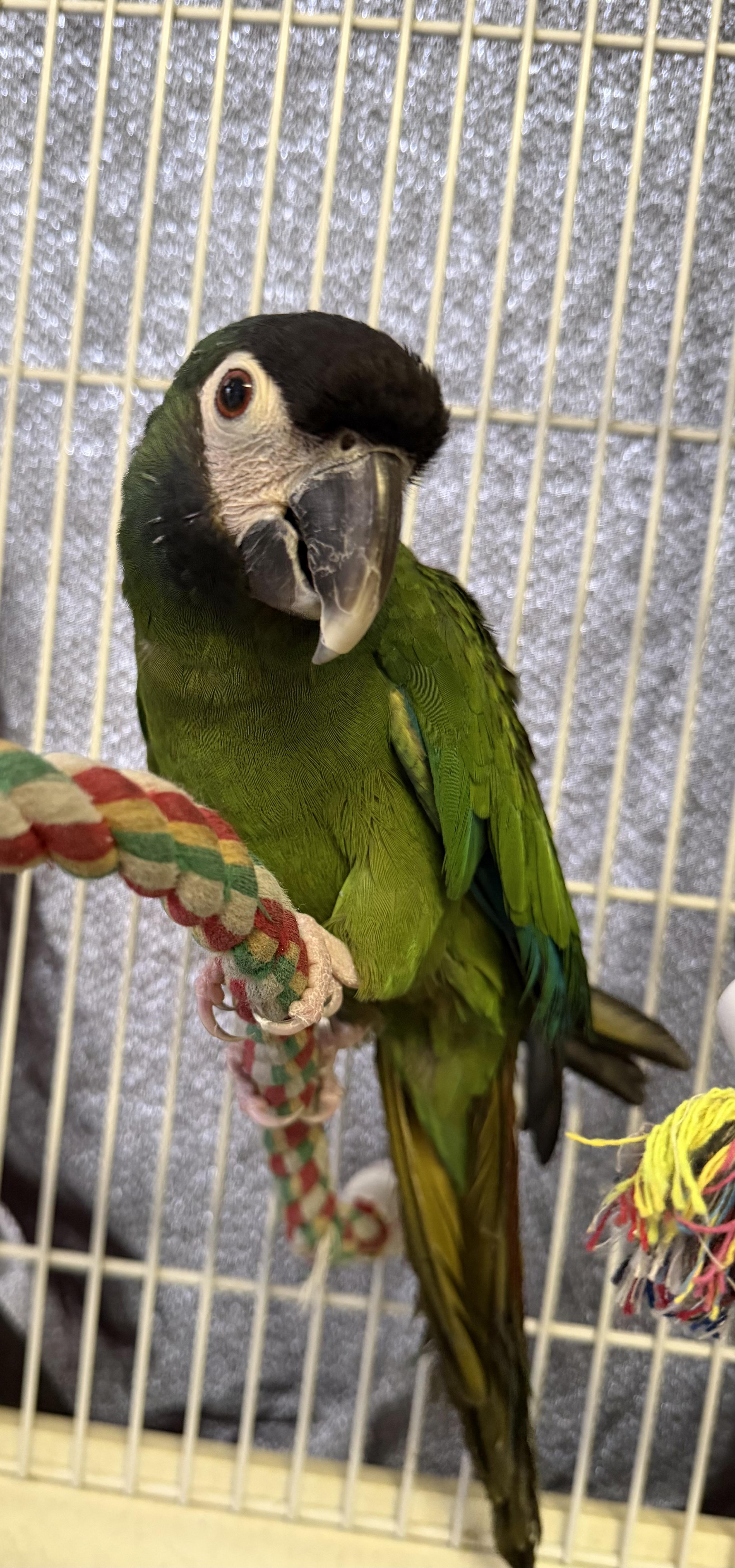 Enlarge Lucky, a ADOPTABLE Macaw in Middle Island, NY image 2/2