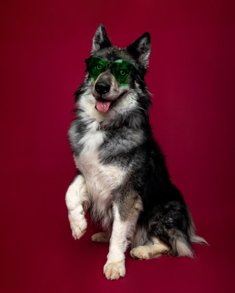 Koda, Adoptable, Adult Male Husky.