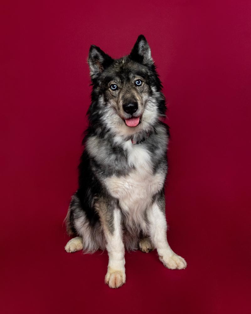 Enlarge Koda, a Adoptable mixed breed in Muskegon, MI image 2/6