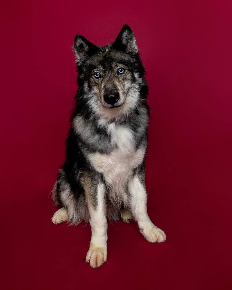 Enlarge Koda, a Adoptable mixed breed in Muskegon, MI image 3/6