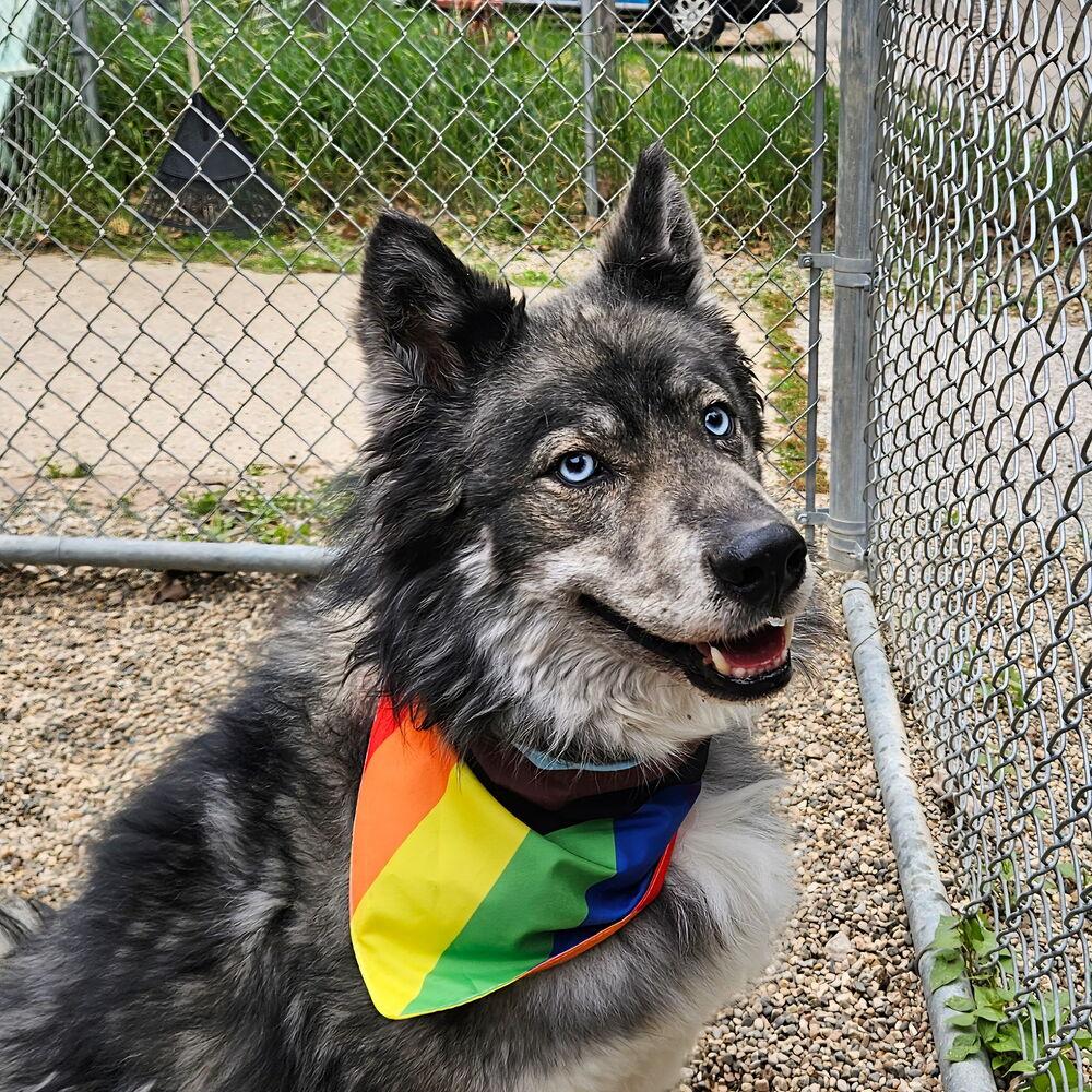 Enlarge Koda, a Adoptable mixed breed in Muskegon, MI image 5/6