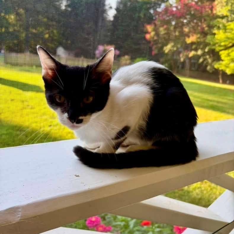 Hazel, Adoptable, Kitten Female Domestic Short Hair.