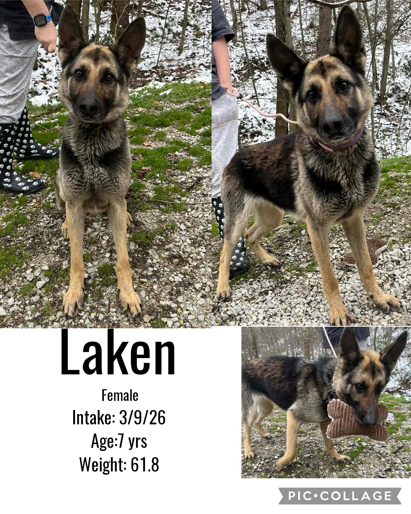 Laken, ADOPTABLE, Senior Female German Shepherd Dog.