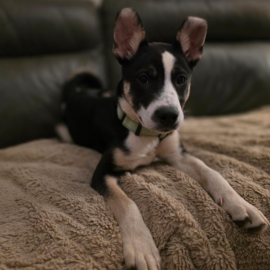 Claire, Adoptable, Puppy Female Siberian Husky & Mixed Breed.