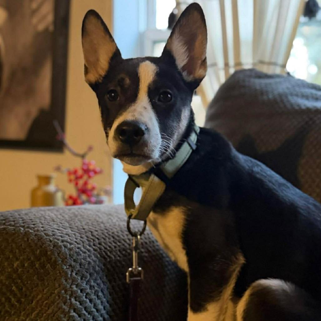 Enlarge Claire, a Adoptable mixed breed in Centralia, WA image 2/6