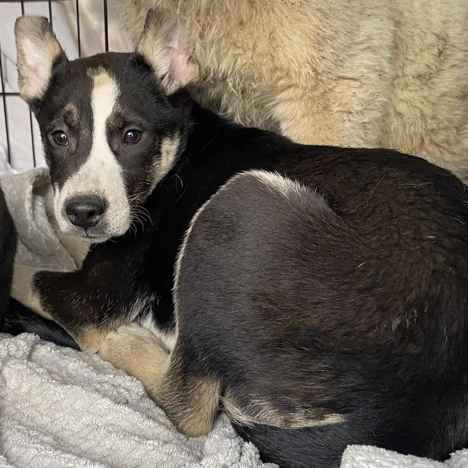 Enlarge Claire, a Adoptable mixed breed in Centralia, WA image 3/6