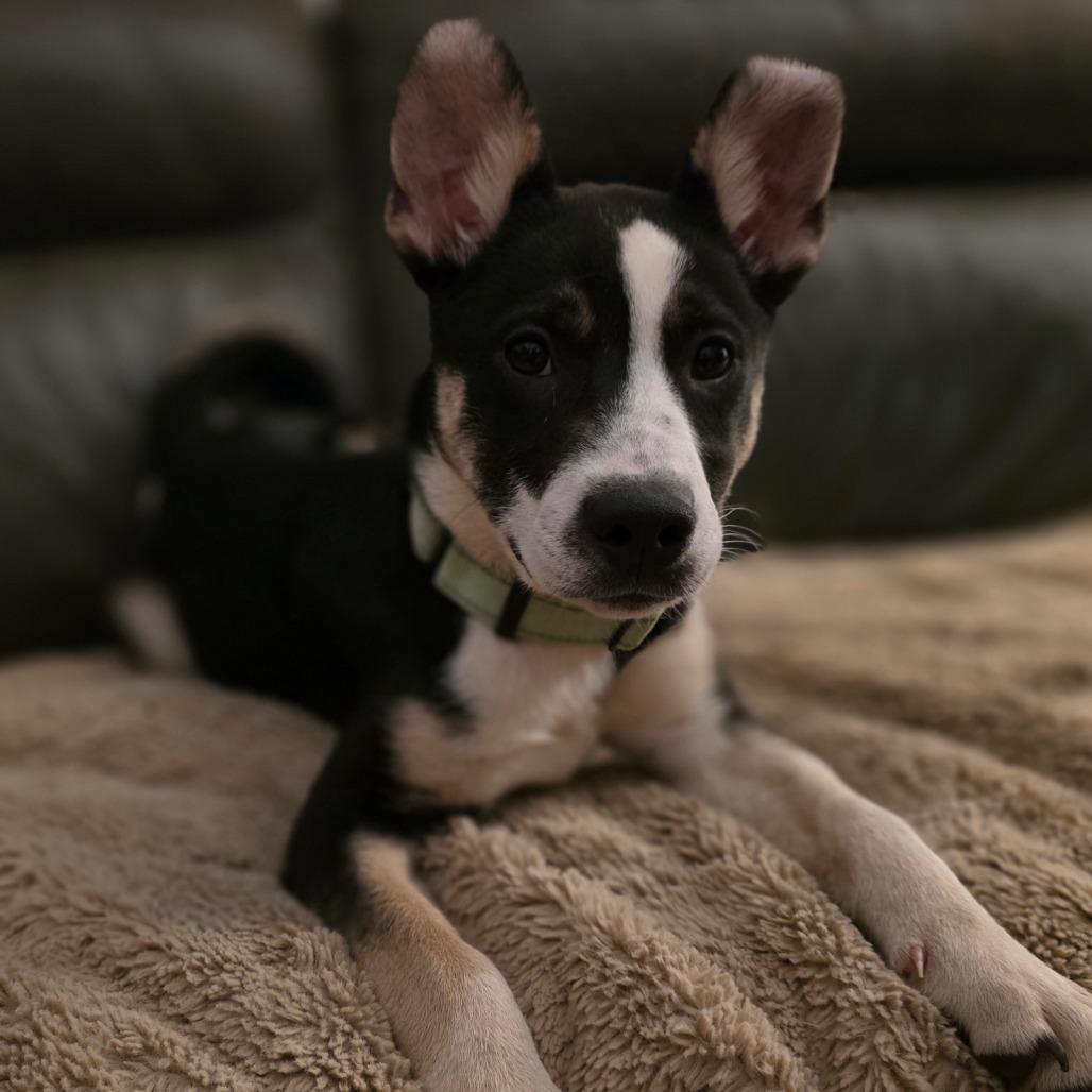 Enlarge Claire, a Adoptable mixed breed in Centralia, WA image 4/6