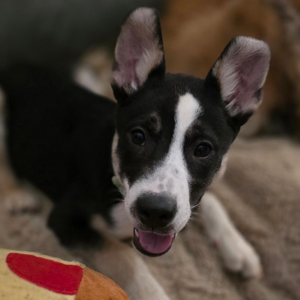 Enlarge Claire, a Adoptable mixed breed in Centralia, WA image 5/6