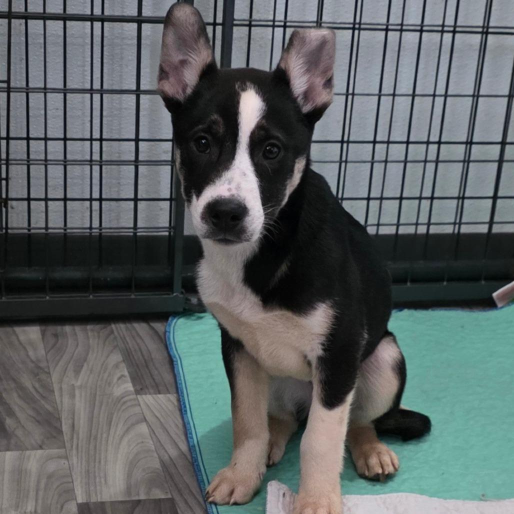 Enlarge Claire, a Adoptable mixed breed in Centralia, WA image 6/6