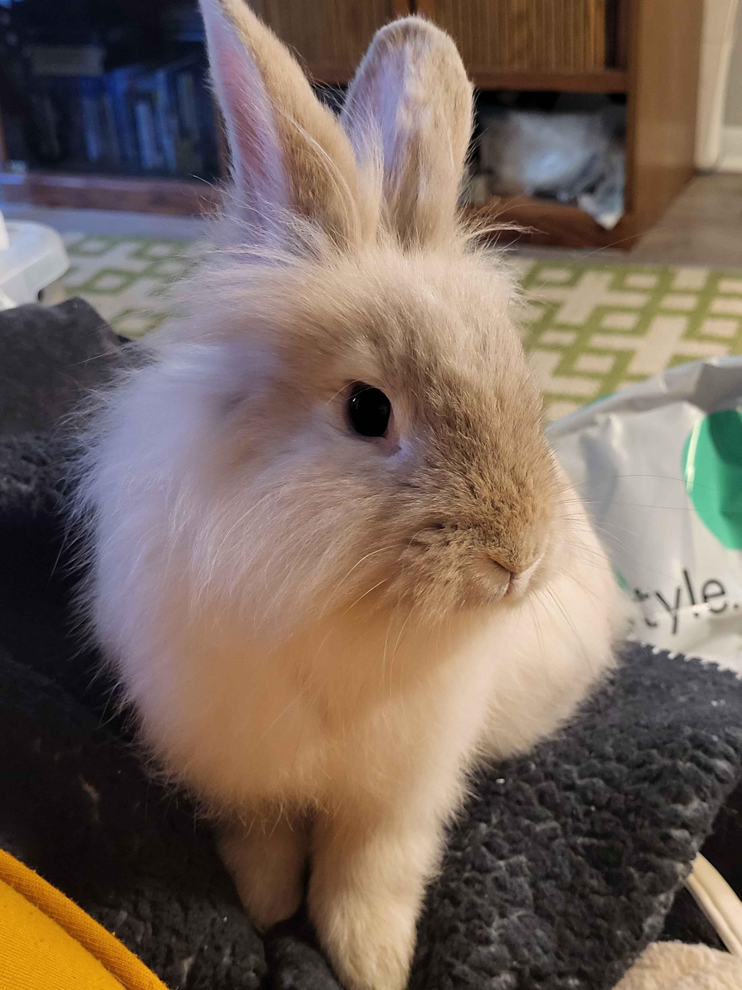 Enlarge Cheep Cheep, a ADOPTABLE Lionhead in Canal Fulton, OH image 1/2