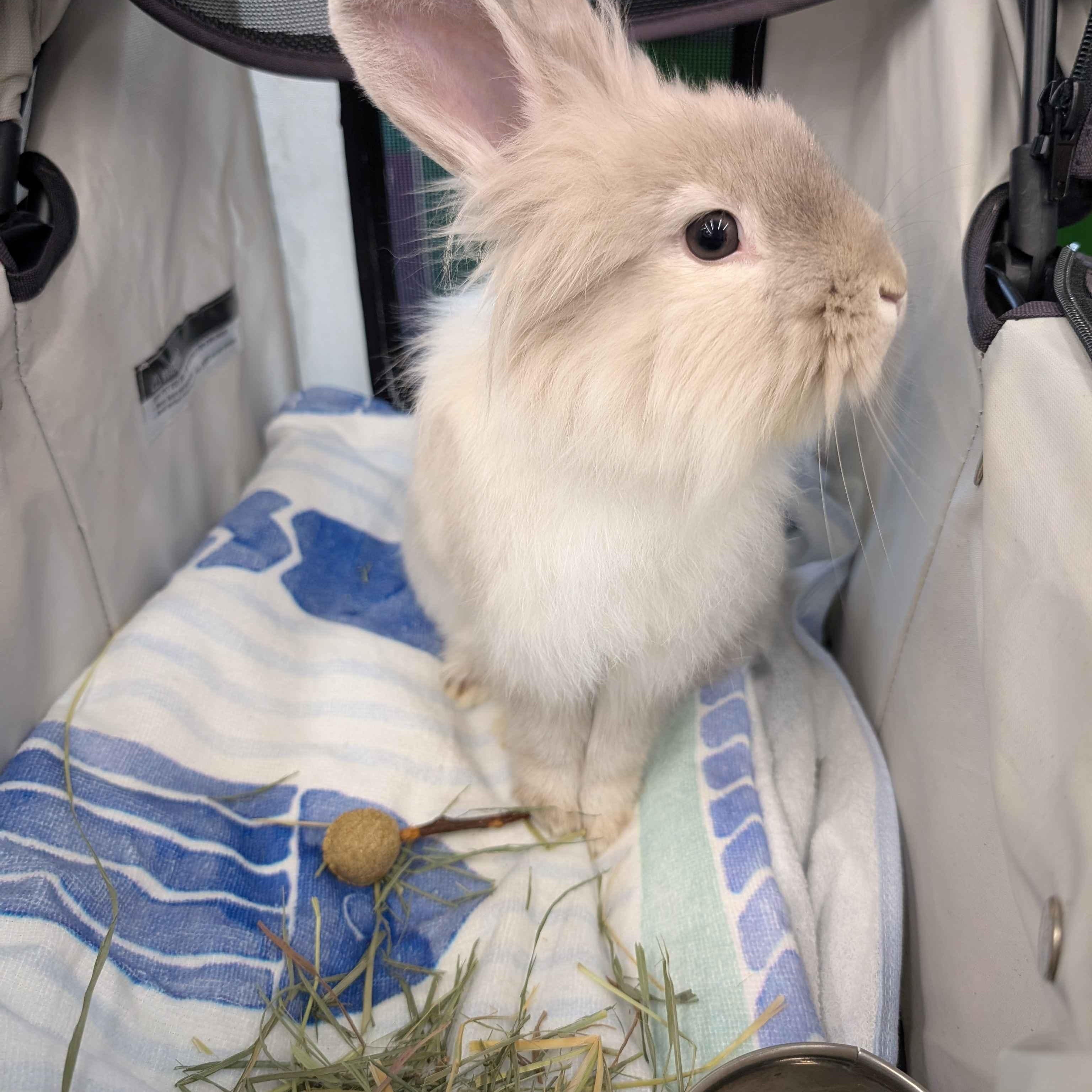 Cheep Cheep, ADOPTABLE, Young Male Lionhead.