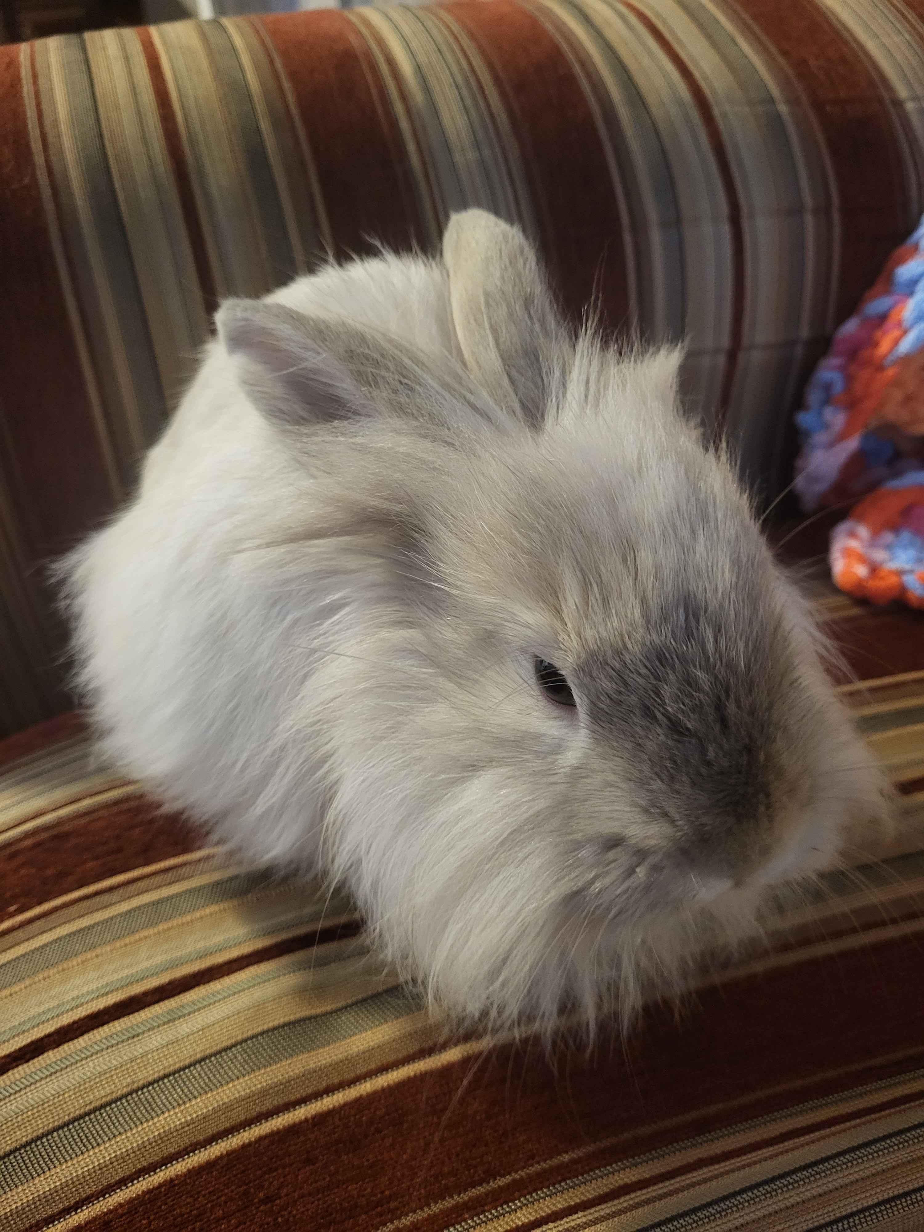 Enlarge Cheep Cheep, a ADOPTABLE Lionhead in Canal Fulton, OH image 2/2
