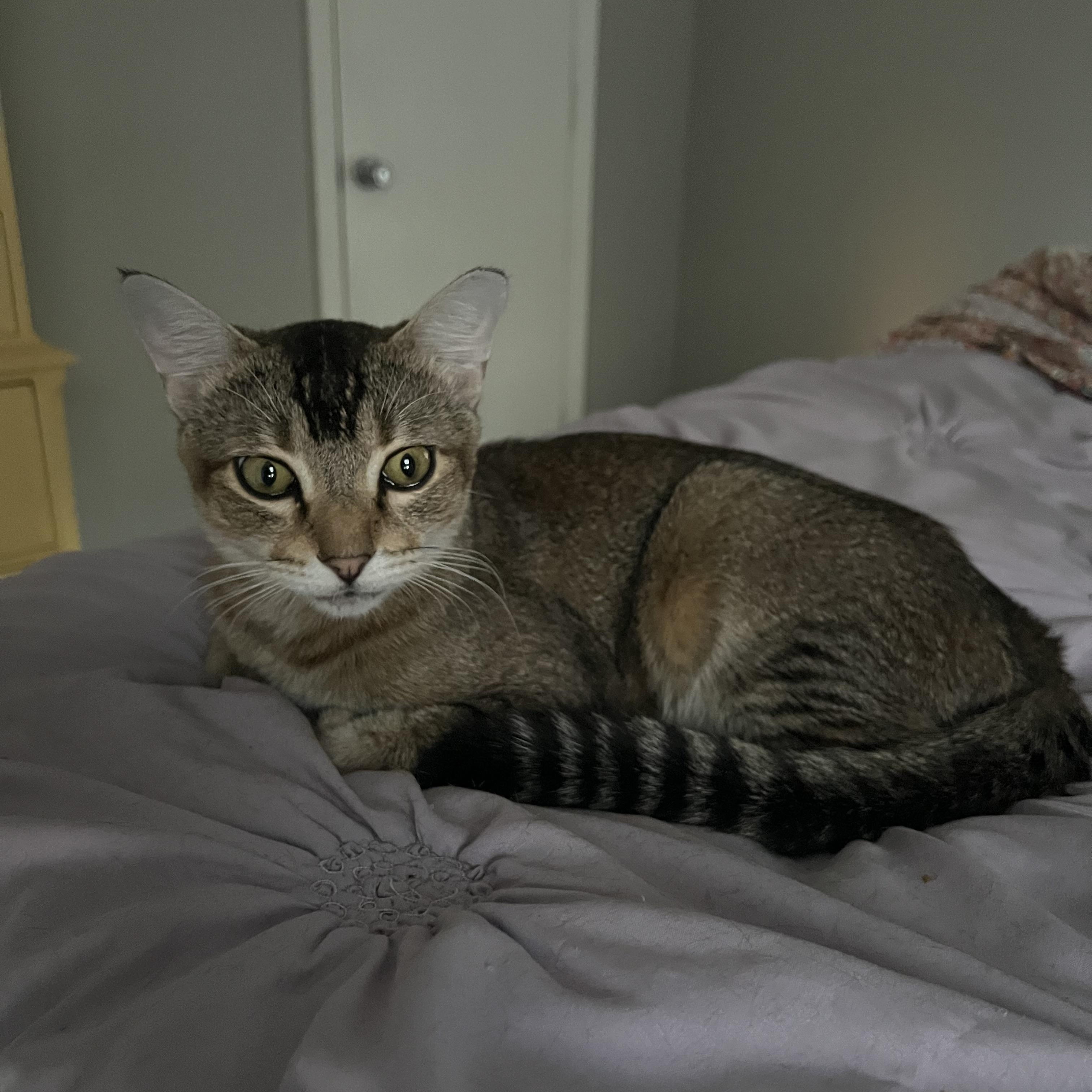 Meerkat, Adoptable, Young Male Abyssinian & Tabby.