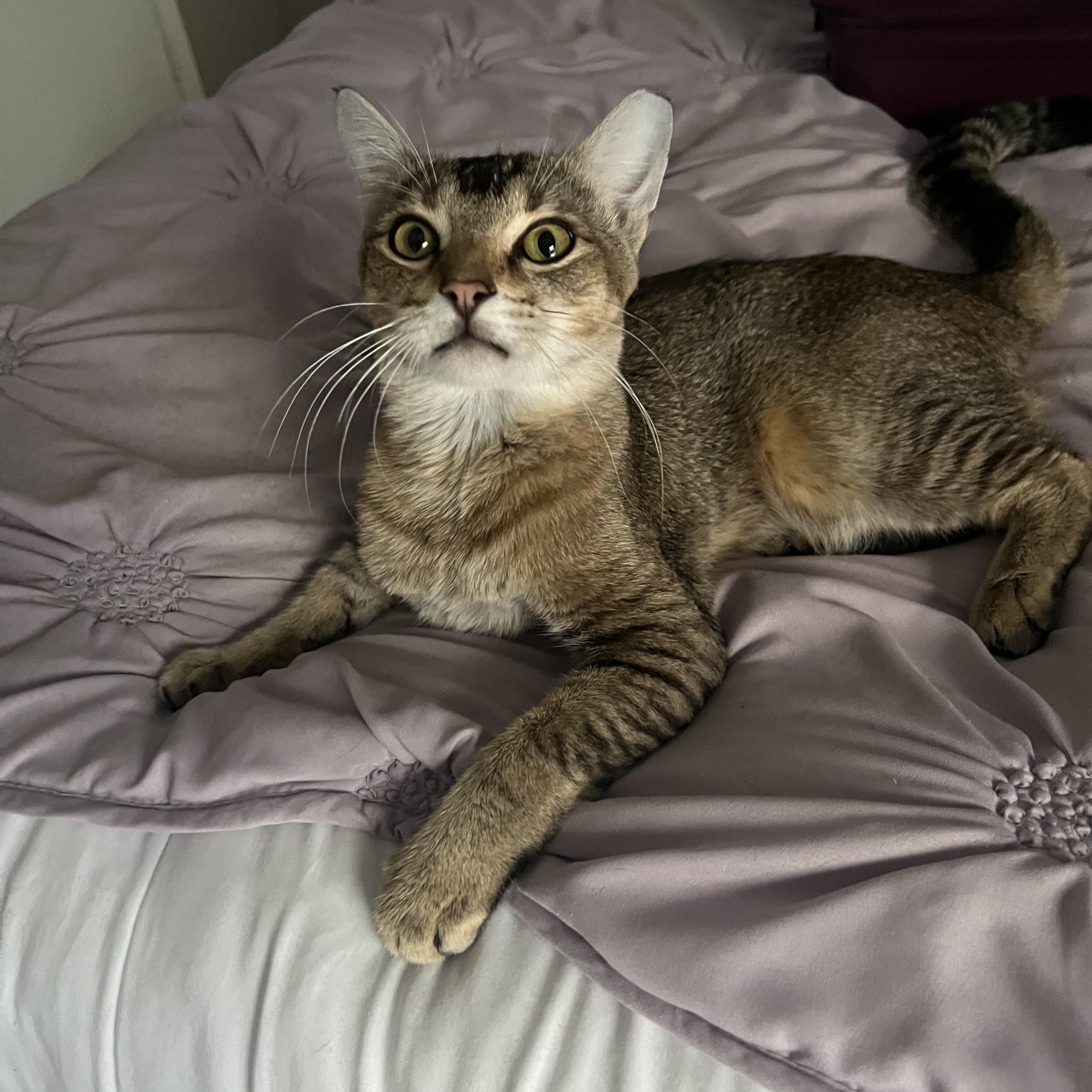 Enlarge Meerkat, a Adoptable mixed breed in Arlington, TX image 3/4