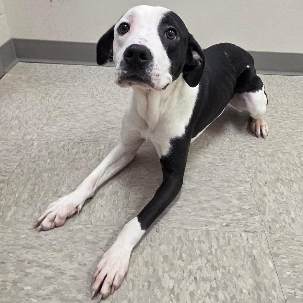 Moe, a Adoptable mixed breed in Chatham, VA image 1/6