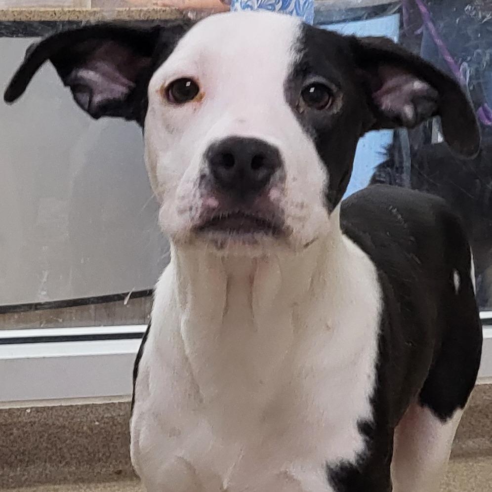 Moe, a Adoptable mixed breed in Chatham, VA image 2/6