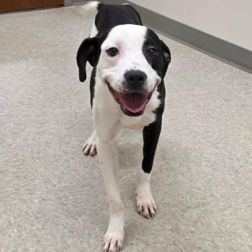 Moe, a Adoptable mixed breed in Chatham, VA image 4/6