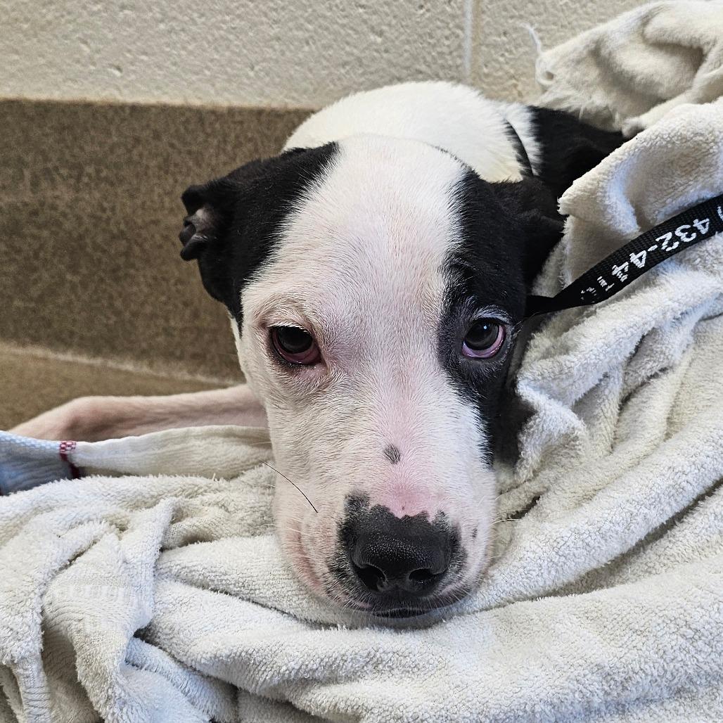 Moe, a Adoptable mixed breed in Chatham, VA image 5/6