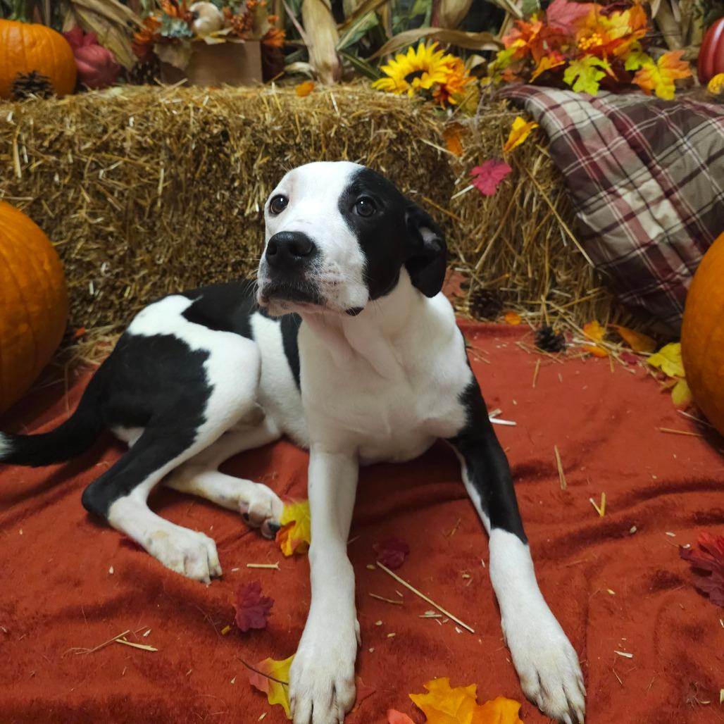 Moe, a Adoptable mixed breed in Chatham, VA image 6/6