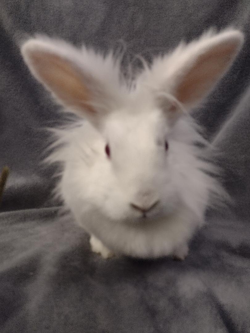 Enlarge Orchid, an adopted Lionhead in Plymouth, MI image 1/4