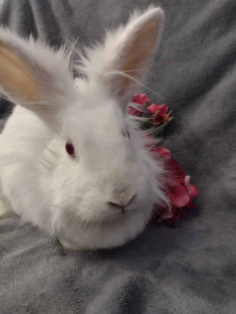 Enlarge Orchid, an adopted Lionhead in Plymouth, MI image 4/4