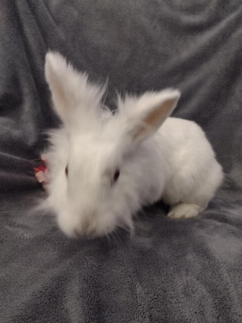 Enlarge Orchid, an adopted Lionhead in Plymouth, MI image 3/4