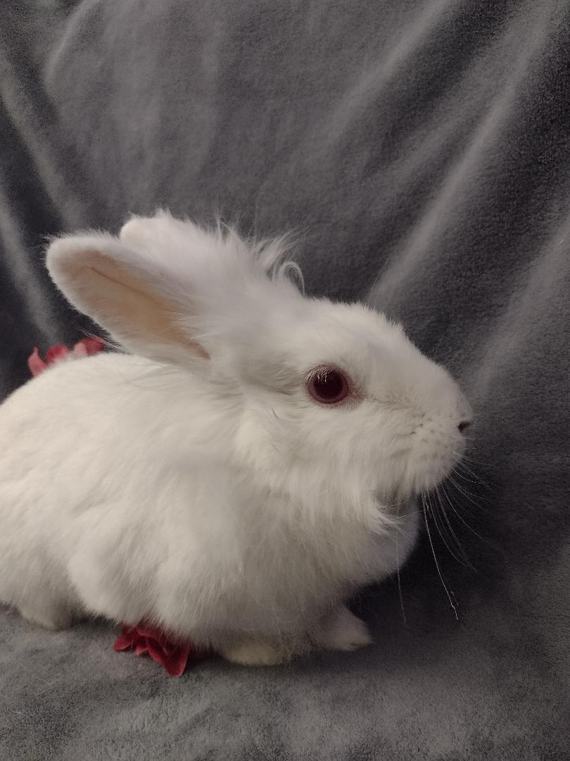 Enlarge Orchid, an adopted Lionhead in Plymouth, MI image 2/4