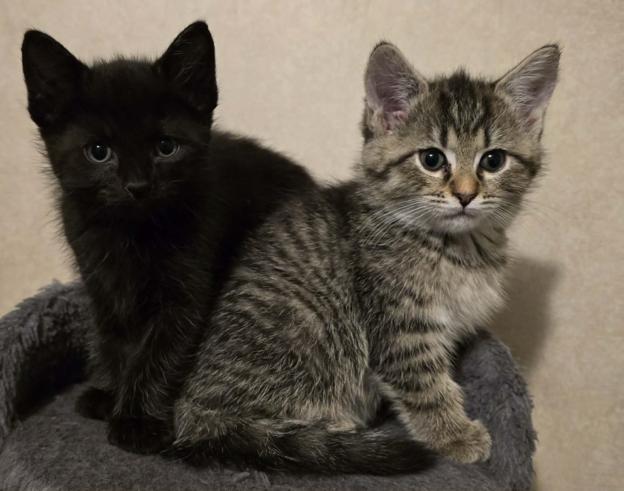 Polywog and Daffodil , adopted, Kitten Female Domestic Short Hair.
