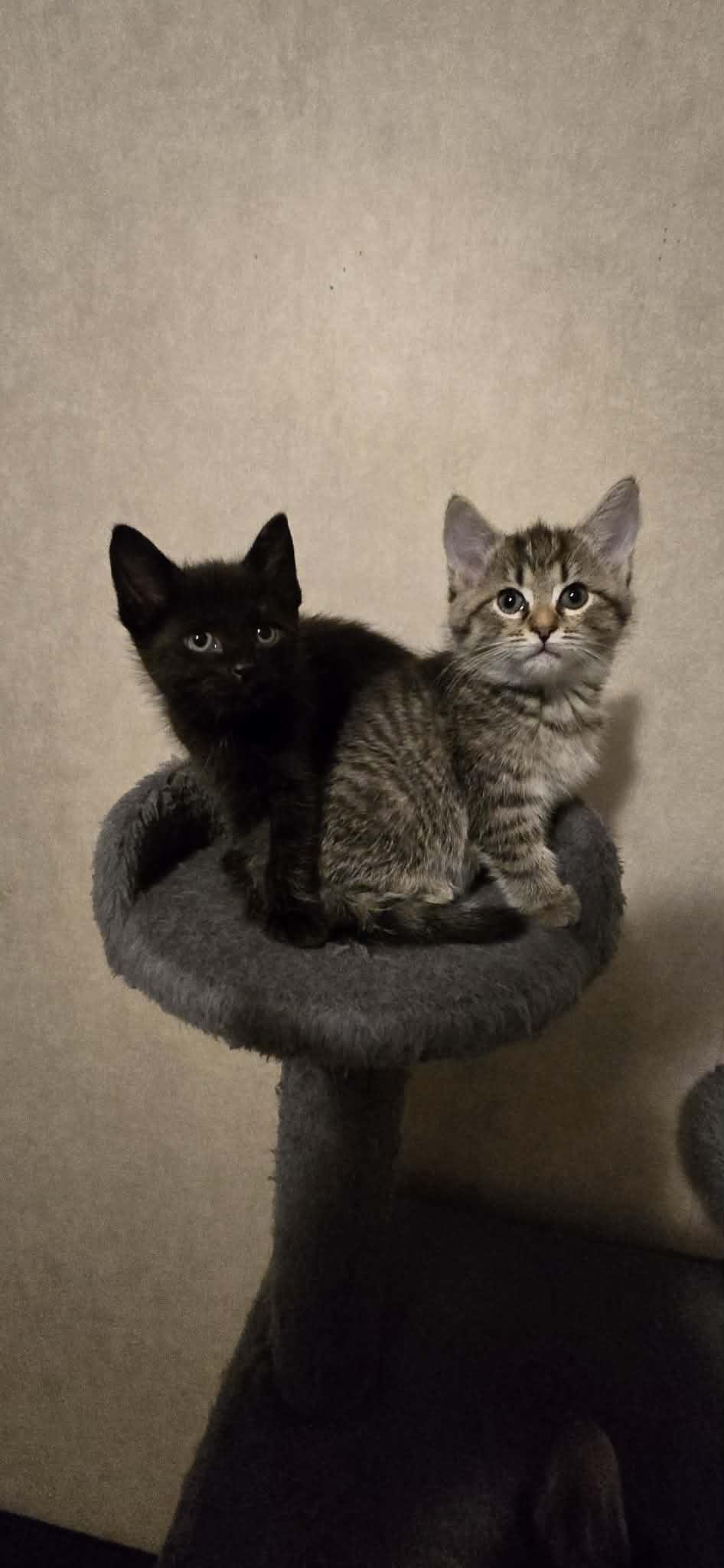 Polywog and Daffodil , an adopted Domestic Short Hair in Cosby, TN image 5/6