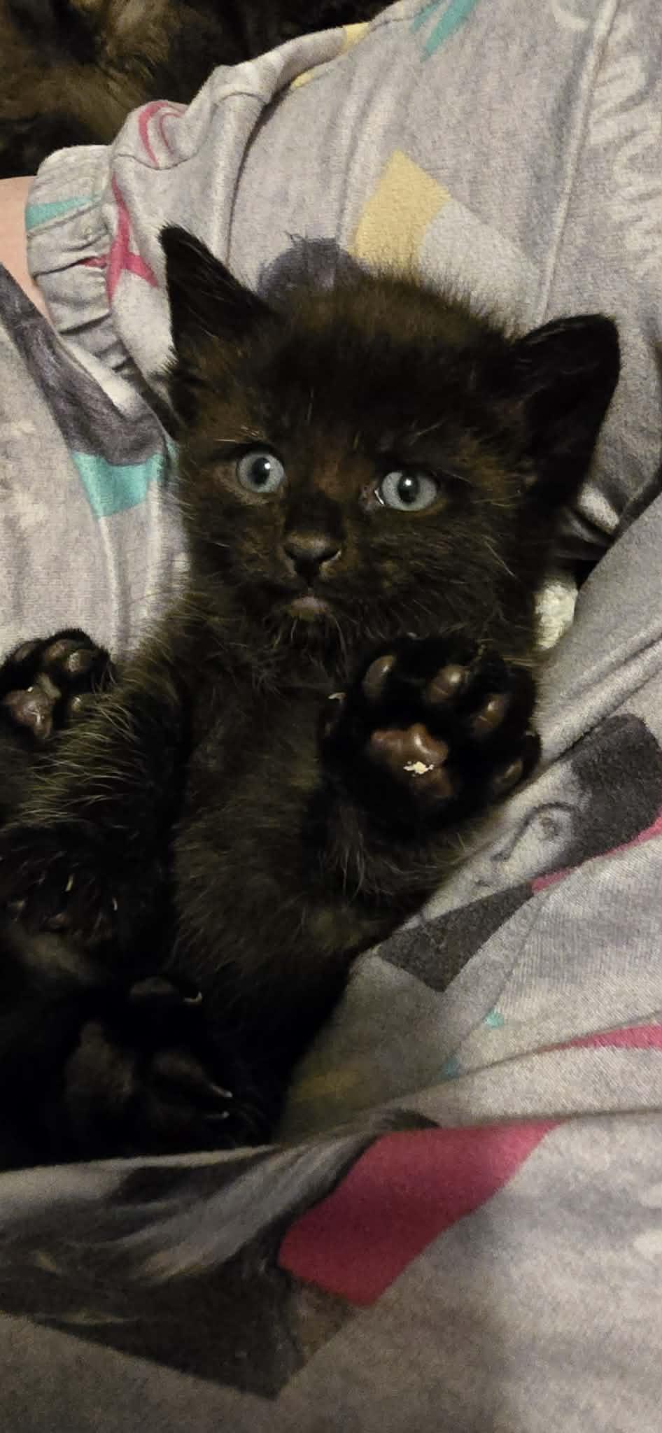 Polywog and Daffodil , an adopted Domestic Short Hair in Cosby, TN image 6/6