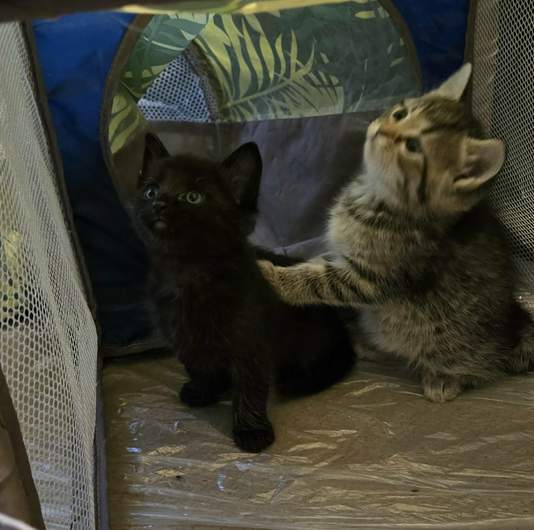 Polywog and Daffodil , an adopted Domestic Short Hair in Cosby, TN image 3/6