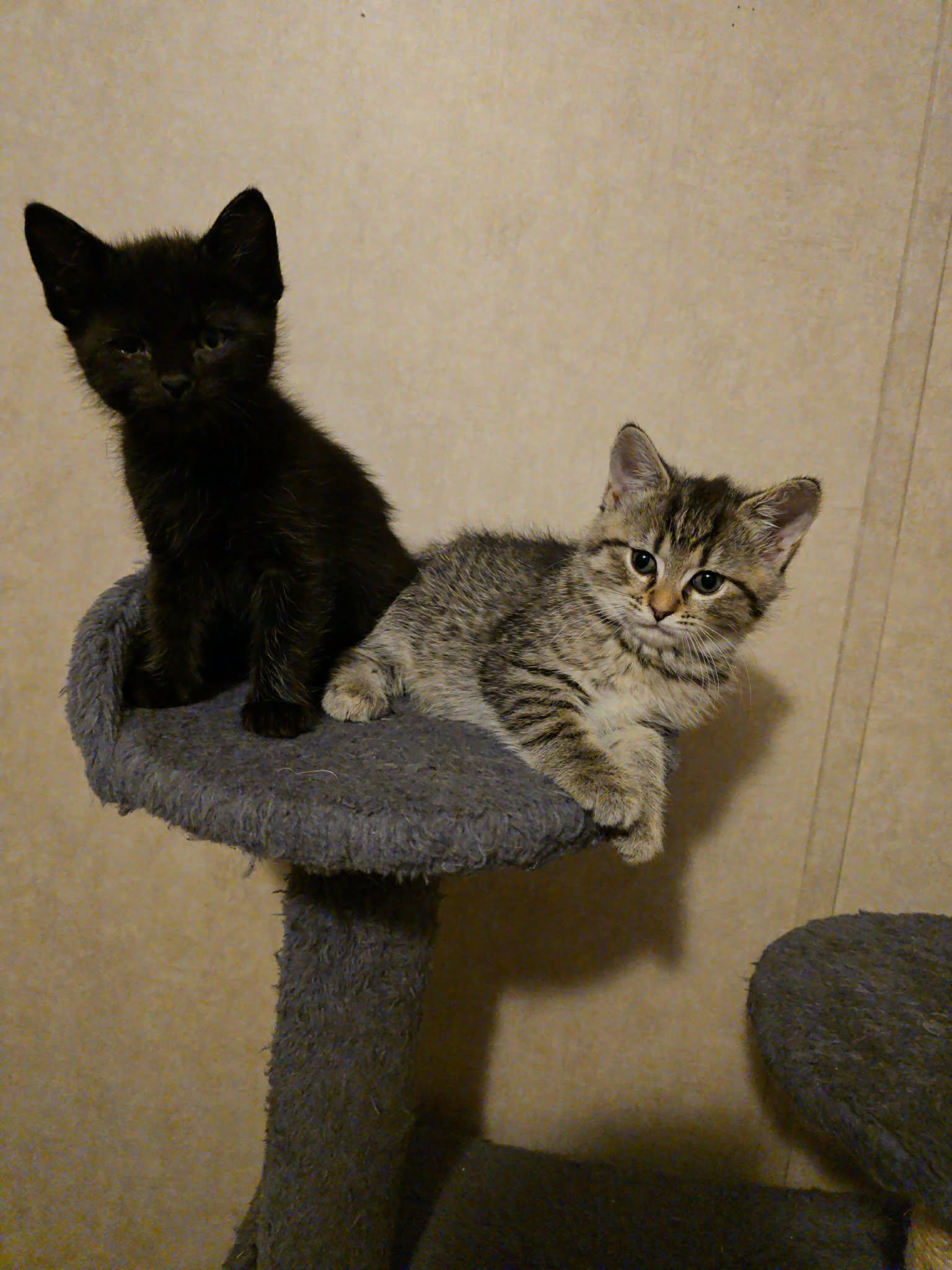 Polywog and Daffodil , an adopted Domestic Short Hair in Cosby, TN image 4/6