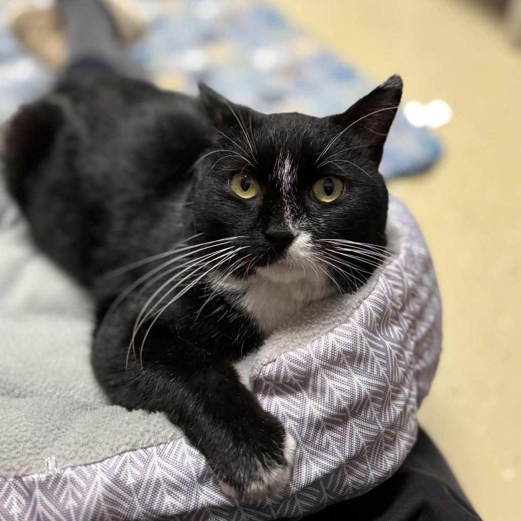 Monticello--In Foster, a Adoptable Domestic Short Hair in Fargo, ND image 1/6