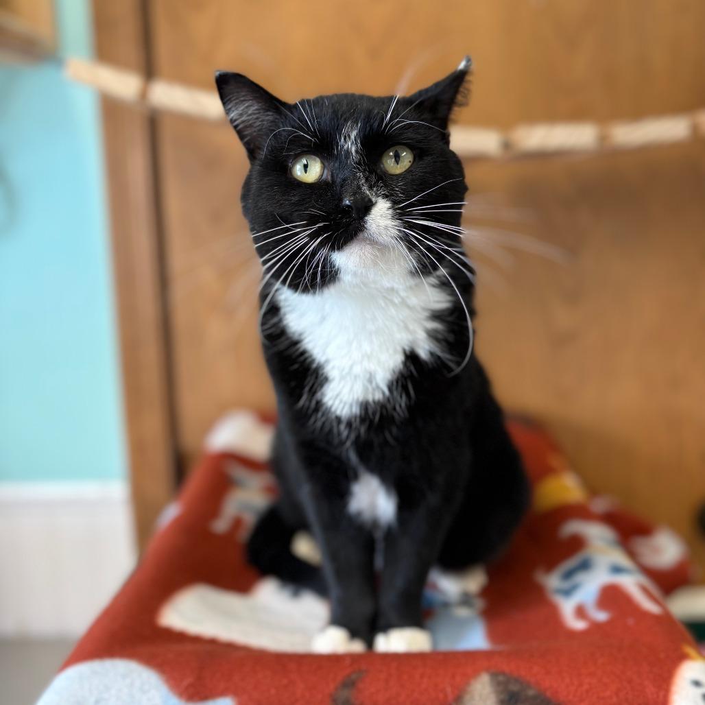 Monticello--In Foster, a Adoptable Domestic Short Hair in Fargo, ND image 3/6