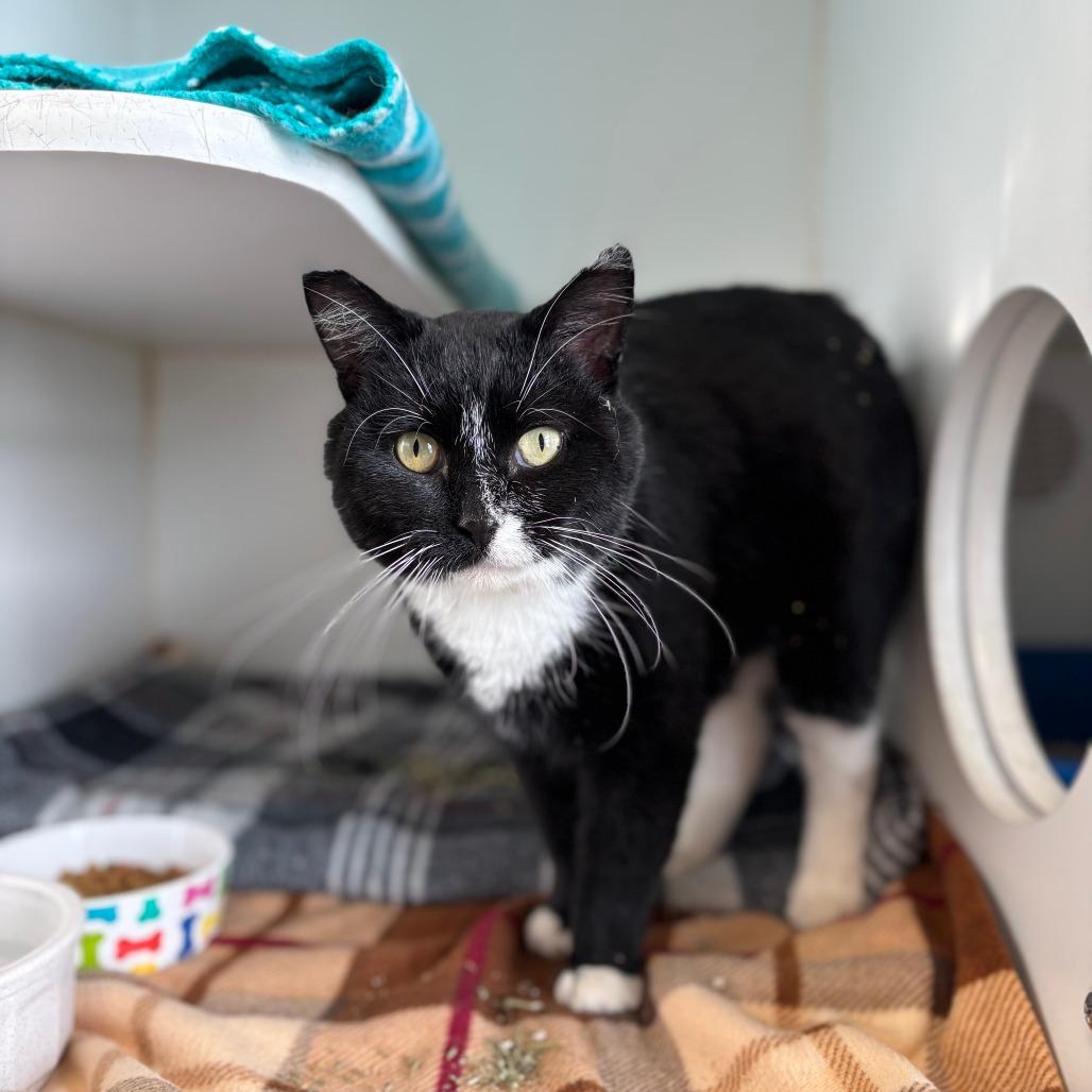 Monticello--In Foster, a Adoptable Domestic Short Hair in Fargo, ND image 4/6