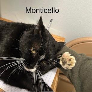 Monticello--In Foster, a Adoptable Domestic Short Hair in Fargo, ND image 5/6
